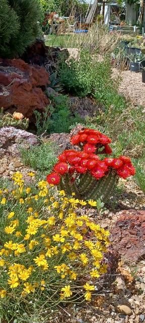 Hardy Claret Cup Cacti