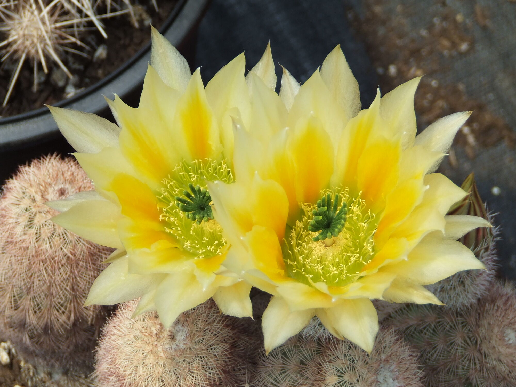 Hardy Rainbow Cactus