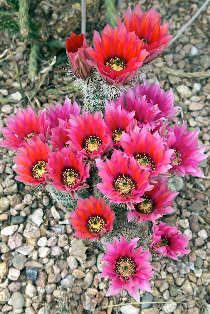 Hardy Roetter's Hedgehog Cactus